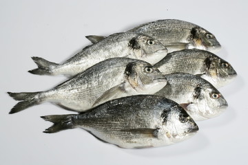 Sea Bass and Sea Bream
