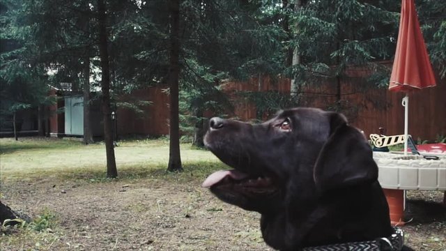 a small young black dog