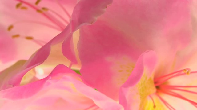 Red azalea on a white background ,b-roll footage for making changes