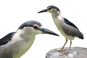 two bird isolated on white background