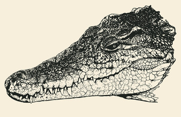 Head of a crocodile. Hand Drawn Character. Vector Illustration.