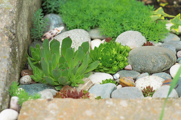 Succulent growing among rocks. The stone roses. Fleshy juicy petals