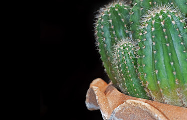Cactus in a Flowerpot Isolated on Black Background with Space
