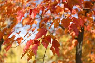 Red and orange leaves background. Autumn foliage.