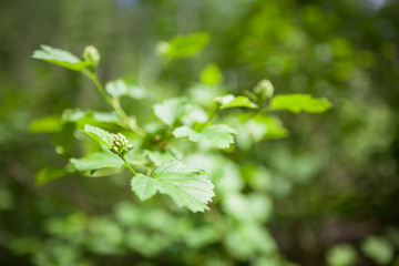 Green plant leaves and bud in garden