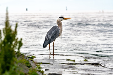 Heron