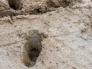 Deep footprint on rice paddy mud