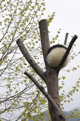 Little Fluffy Panda on the High Tree, China