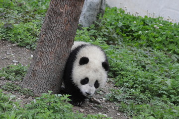Obraz premium Playful Little Panda on the Green Yard, China