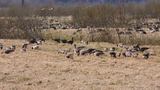 Wild gray geese resting on the field after the flight. Seasonal Migration of a flock of birds - Shooting on a large zoom.    