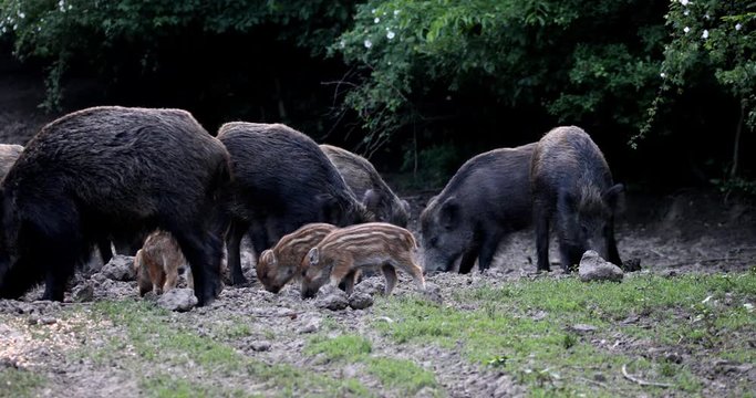 Feral pigs, sow and piglets rooting for food