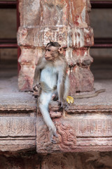 The young male of a temple monkey sits on stone plates in an amusing pose.