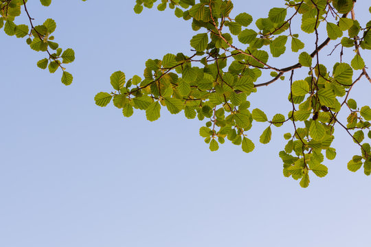 Fototapeta Aspen tree leaves against clear sky