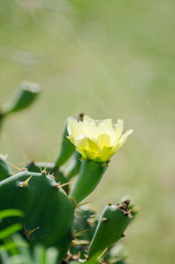 Closeup macro of little yellow cactus flower with soft bokeh in green nature