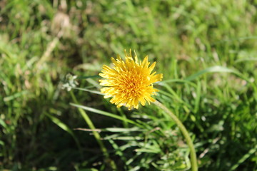 yellow flower on grass background on clear Sunny spring day.  the background bokeh effect is artificial blur.