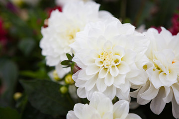 Beautiful dahlia flowers at garden