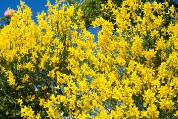 Gelbe Blüten des Pfriemenginsters