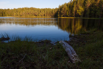 Forest lake landscape at summer day