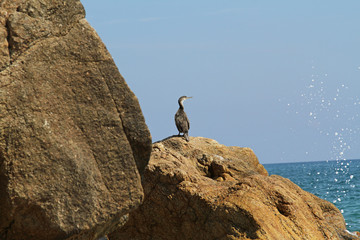 Cormorant standing on rocks in Mediterranean Sea in Calella (Spain)