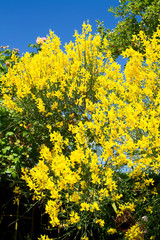 Gelbe Blüten des Pfriemenginsters