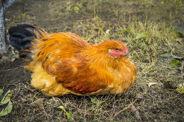 photo of the cock of the yellow color of the Brahma breed