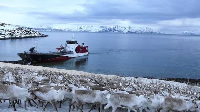 Reindeer migration in Finnmark Norway