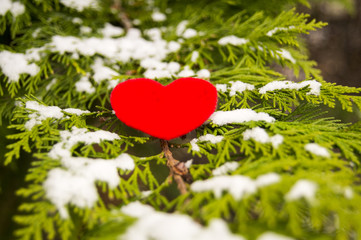 red heart against the background of the tuy and the branches of the snow