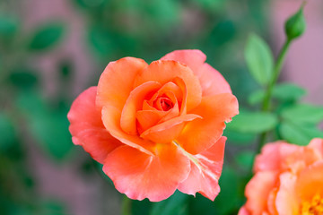 top view of a solitary coral rose bloom