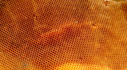 Background texture and pattern of a section of wax honeycomb from a bee hive filled with golden honey .