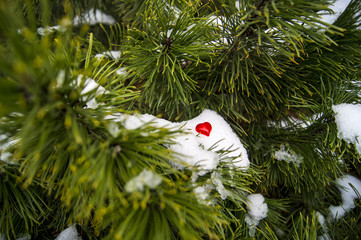red heart against a background of green pine and white snow