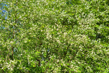 Fototapeta na wymiar Blossoming bird cherry tree.