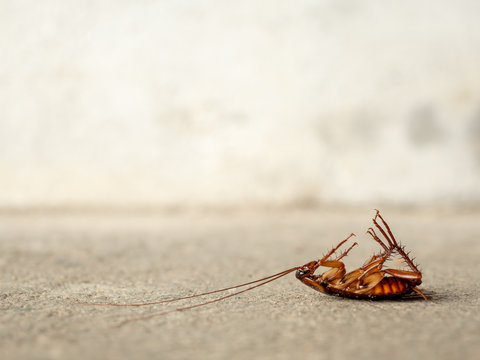 Dead cockroach on floor with copy sapce. pest control, health and hygiene concept