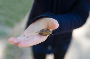 The may-bug sits on a palm.