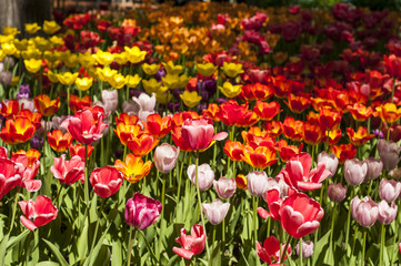 Colorful tulips in a park during tulip festival in Saint Petersburg