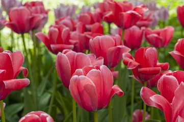 Colorful tulips in a park during tulip festival in Saint Petersburg
