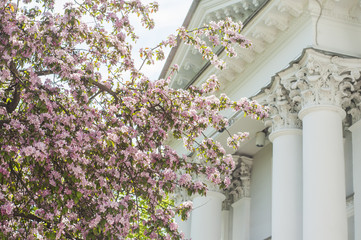 Spring blossoms on a sunny day in a park near palace