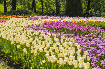 Colorful tulips in a park during tulip festival in Saint Petersburg