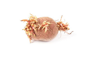 Obraz premium potato with sprouts