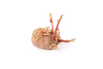 potato with sprouts