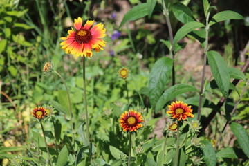 Flower , gaillardia and bee