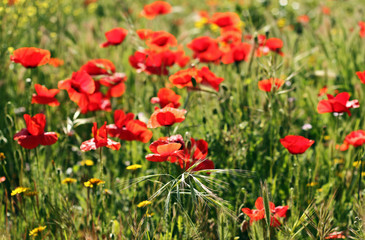 Red poppies in the field