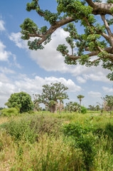 African baobab trees in between long grass against cloudy blue sky on field in rural Senegal, Africa