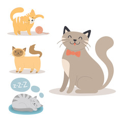 Portrait cat animal sleep pet cute kitten purebred feline kitty domestic fur adorable mammal character vector illustration.