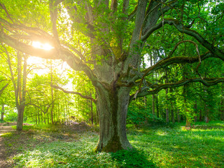Fototapeta na wymiar Sunlight from behind an old oak in the lush green park.