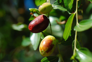 ZIZIPHUS JUJUBA. AZUFAIFO, AZOFAIFA, ACHUFAIFO O JINJOLERO