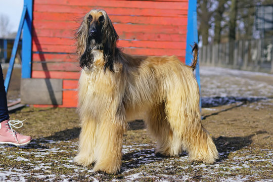 Afghan hound staying on a snowy ground in a city dog park in spring