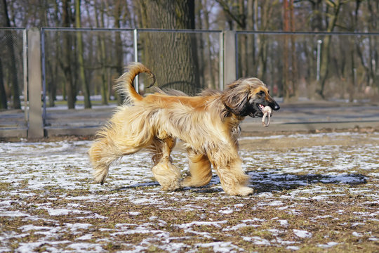 Active Afghan hound playing with a rope toy running on a snowy ground in a city dog park in spring
