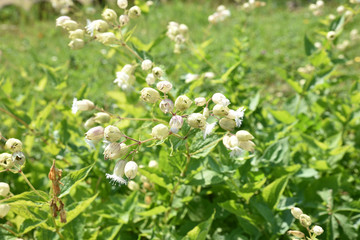 Silène fimbriata d'Asie centrale