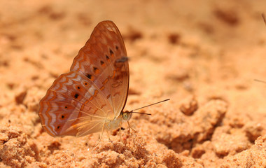 Butterfly in Natural background.