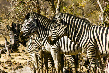 Fototapeta na wymiar Gruppe von 2 Zebras in namibia